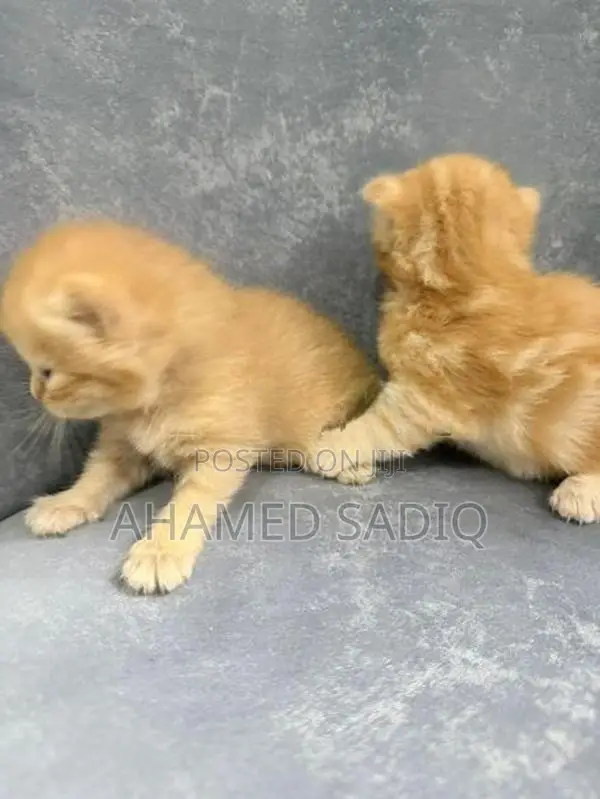 Persian