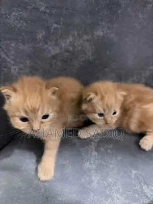 Persian