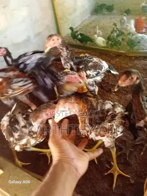 வெள்ளடியன் சேவல்