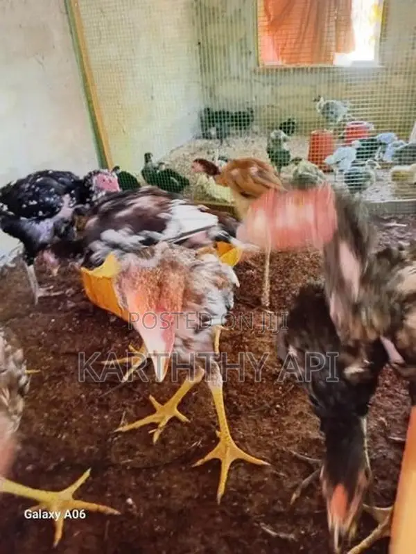 வெள்ளடியன் சேவல்
