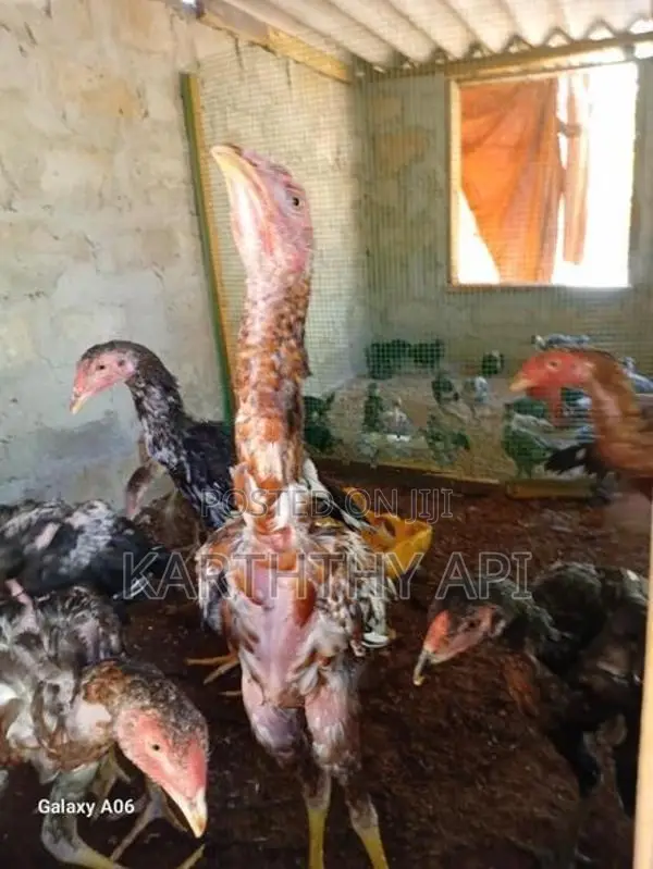 வெள்ளடியன் சேவல்