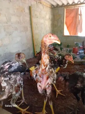 வெள்ளடியன் சேவல்