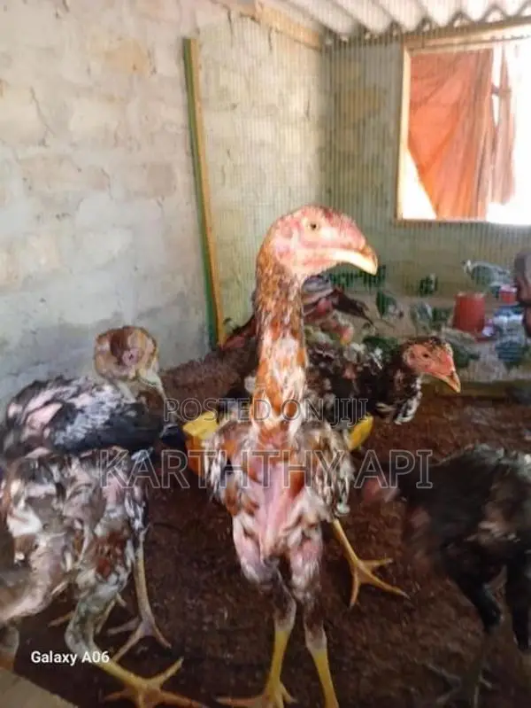 வெள்ளடியன் சேவல்