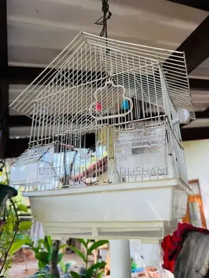 Used Bird Cage