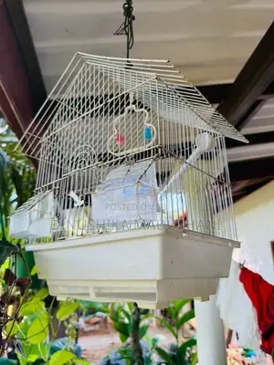 Used Bird Cage