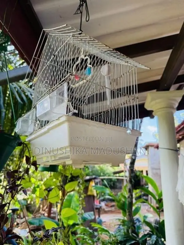 Used Bird Cage