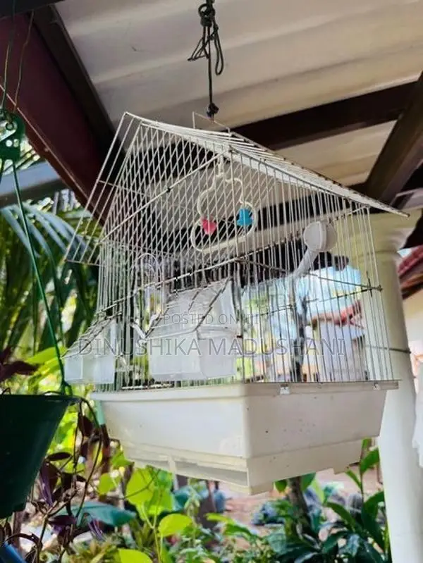 Used Bird Cage