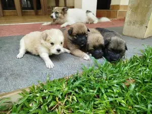 Puppies