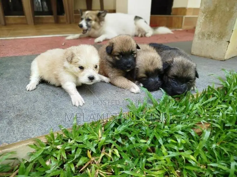 Puppies