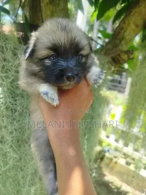 Puppies