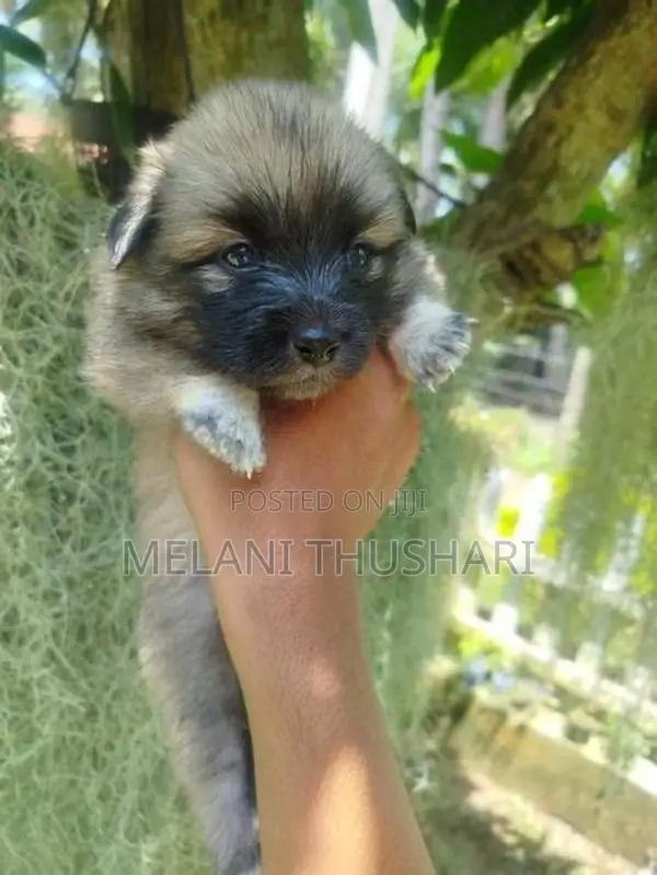 Puppies