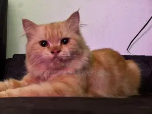 Persian Longhair Cat