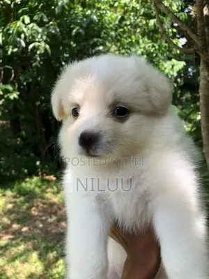Pomeranian Puppies
