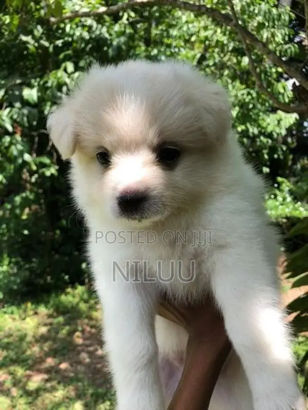 Pomeranian Puppies