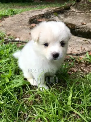 Pomeranian Puppies