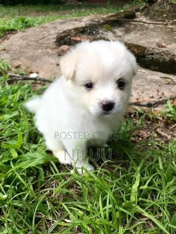 Pomeranian Puppies