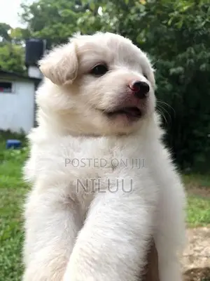 Pomeranian Puppies