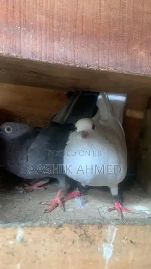 Pigeon