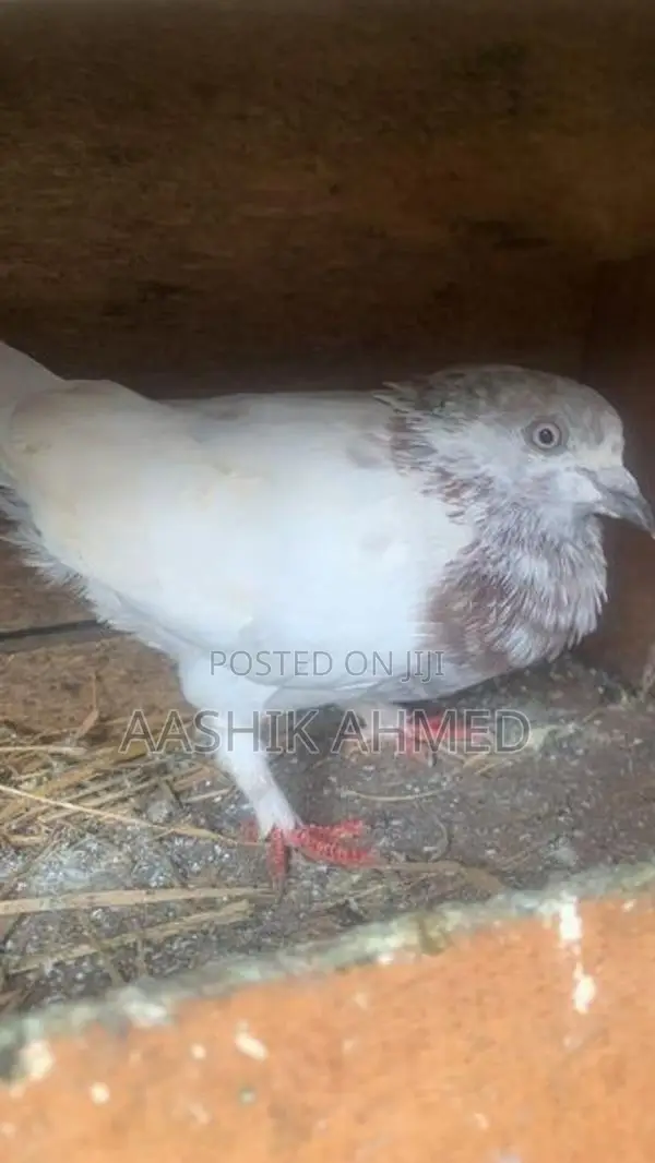 Pigeon