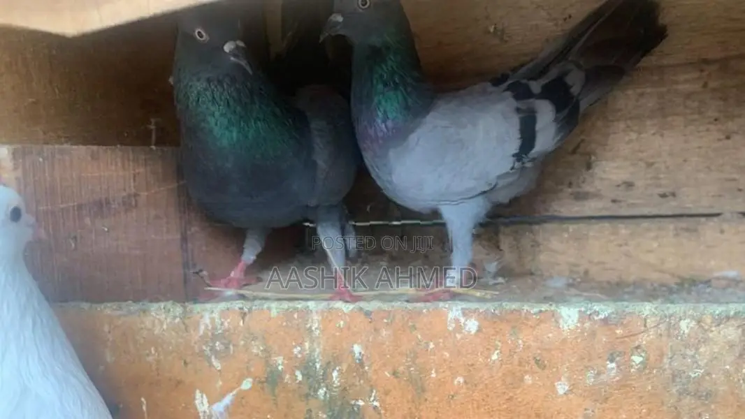 Pigeon