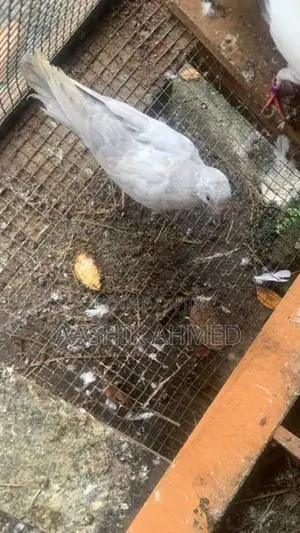 Pigeon