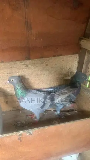Pigeon
