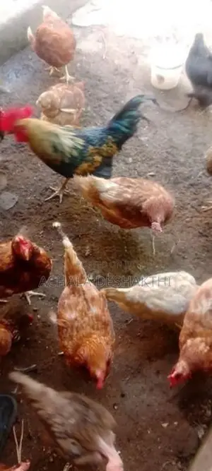 ගම් කිකිළියන් විකිනීම