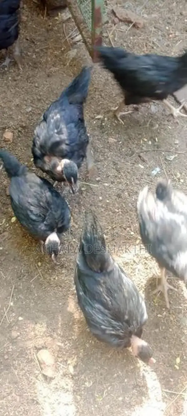 ගම් කිකිළියන් විකිනීම