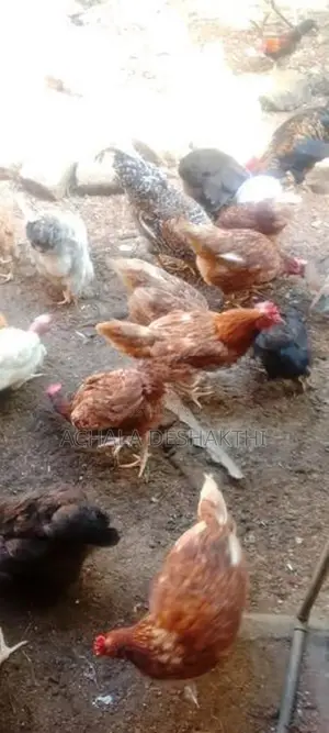 ගම් කිකිළියන් විකිනීම
