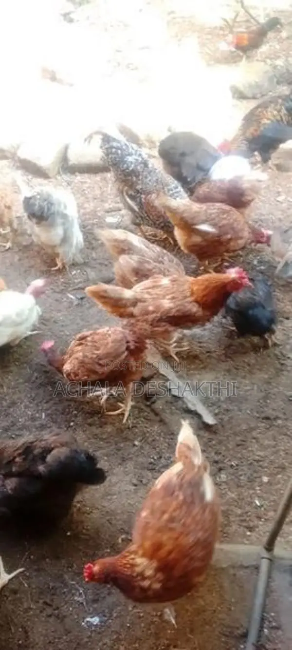 ගම් කිකිළියන් විකිනීම