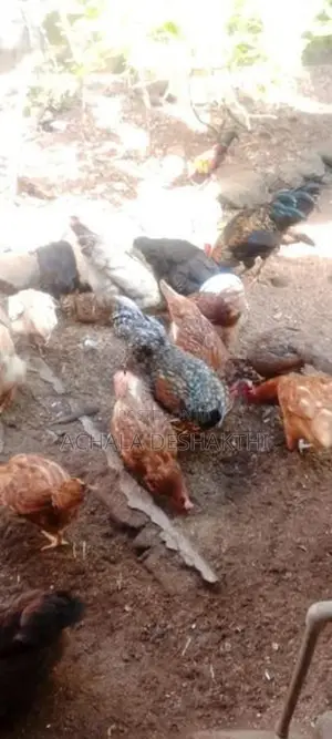 ගම් කිකිළියන් විකිනීම