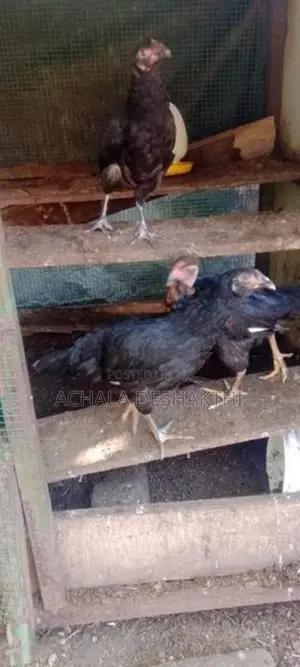 ගම් කිකිළියන් විකිනීම