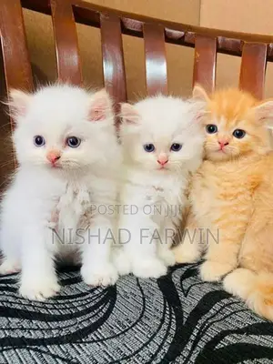 Persian Kittens