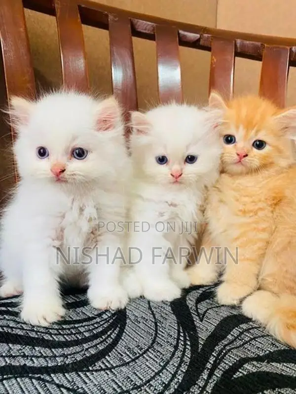 Persian Kittens