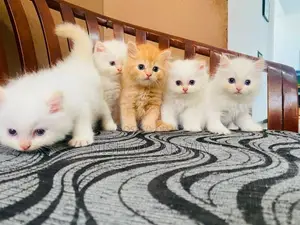 Persian Kittens