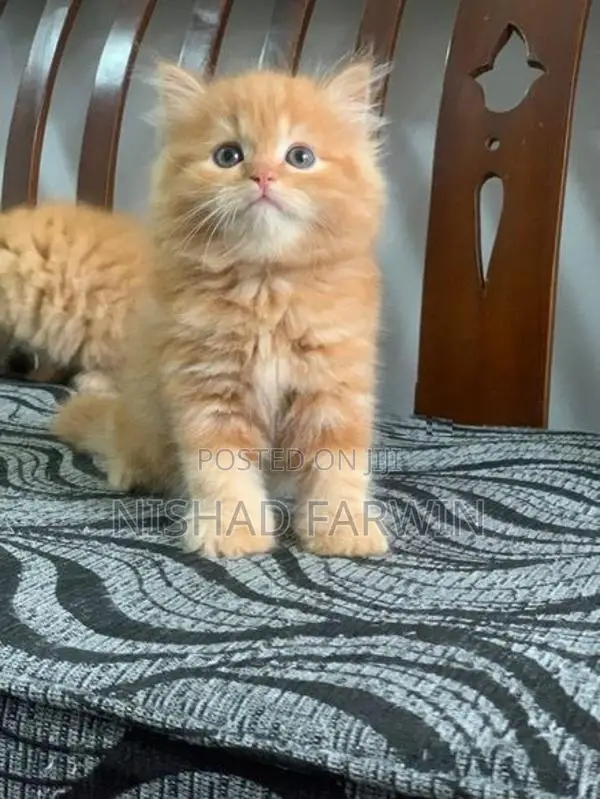 Persian Kittens