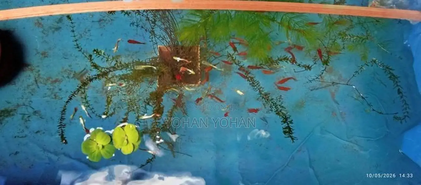 Aquarium Fish