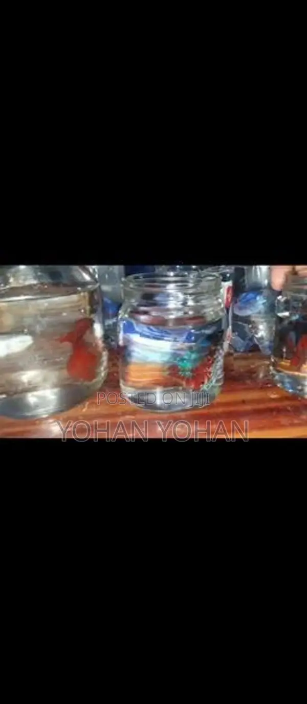 Aquarium Fish