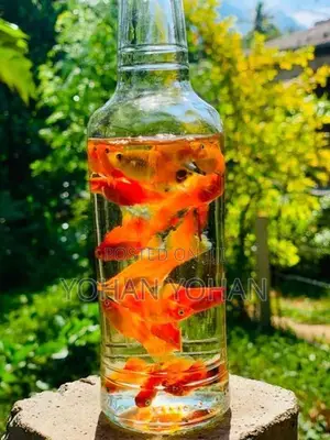 Aquarium Fish