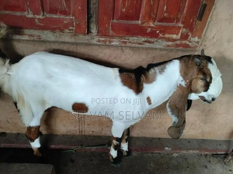 யமுனா பாரி மறி ஆடு முழுச்செவி