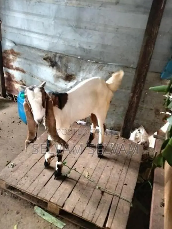 யமுனா பாரி மறி ஆடு முழுச்செவி
