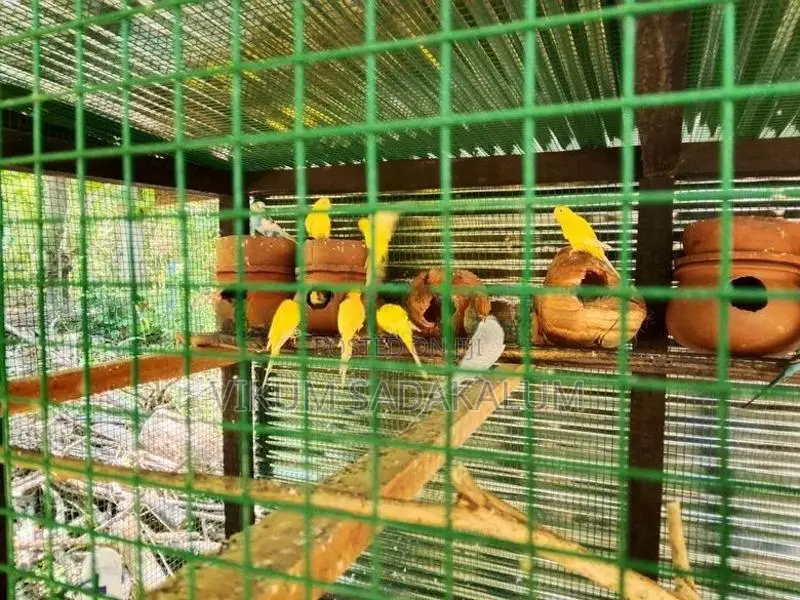 Love Birds