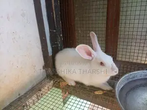 Mujal