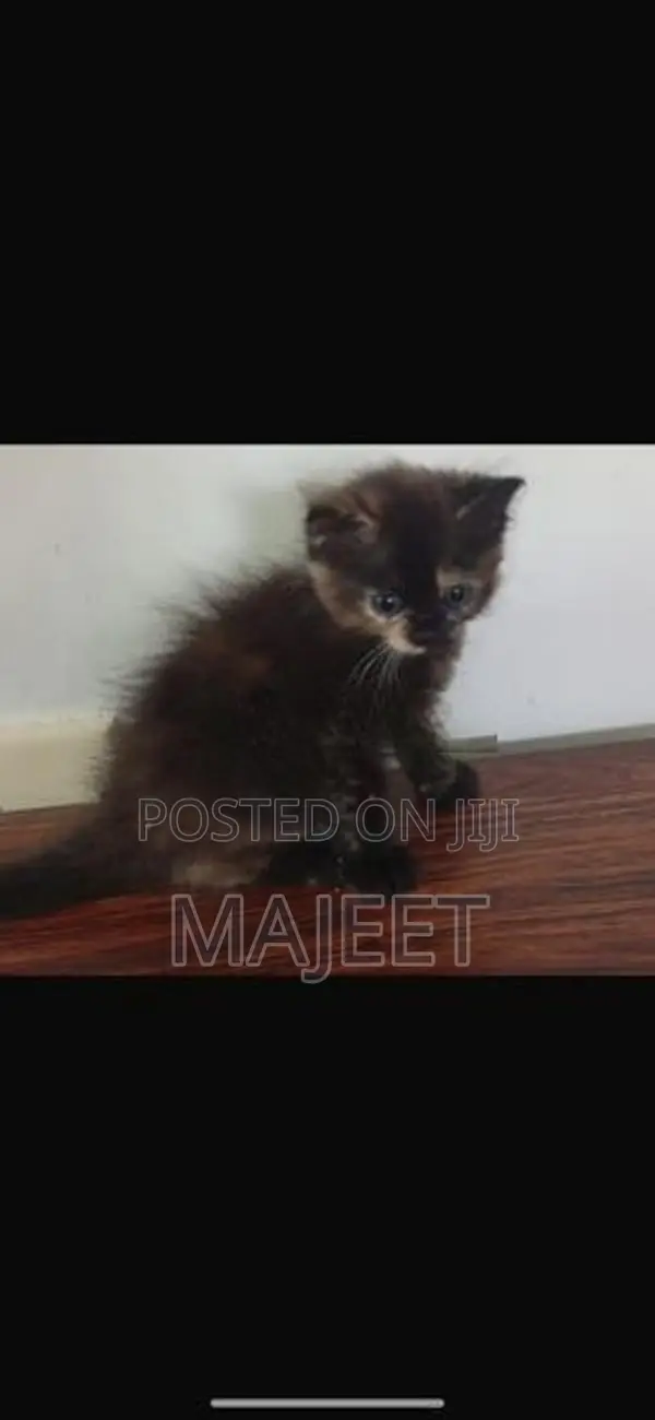 Persian Black Kitten