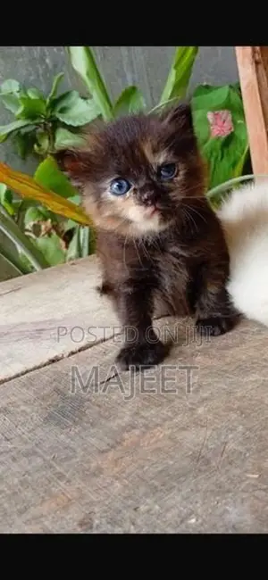 Persian Black Kitten