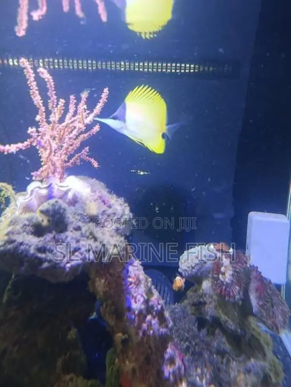 Butterfly Fish
