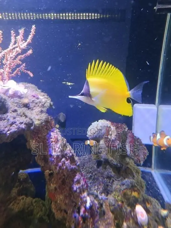 Butterfly Fish