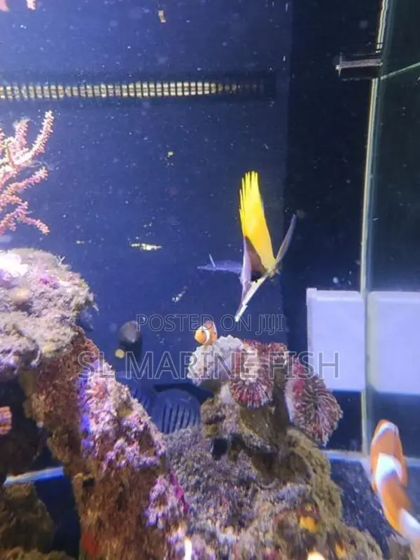 Butterfly Fish