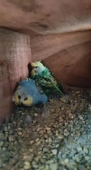 Helicopter Pair With Chicks