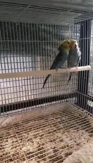 Helicopter Pair With Chicks